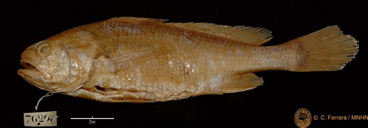 Stellifer stellifer (Bloch, 1790)